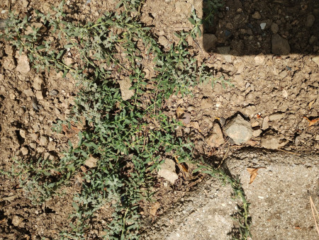 Herniaria incana